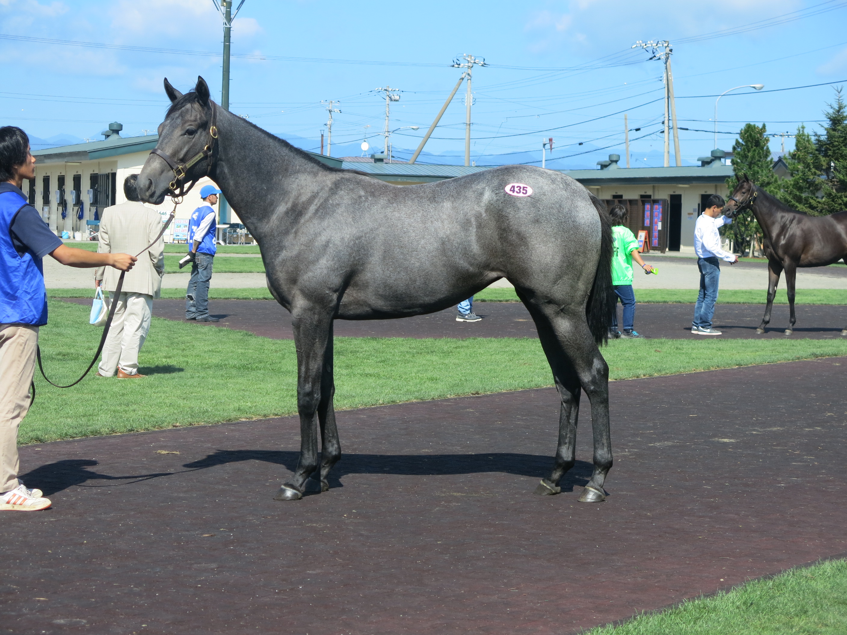 種牡馬別成績と新種牡馬の産駒たち。｜地方競馬元ジョッキー