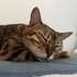 IMG_5697.jpeg