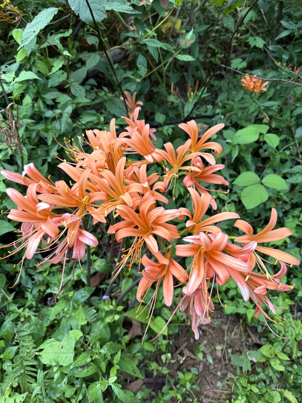 IMG_1711.jpeg